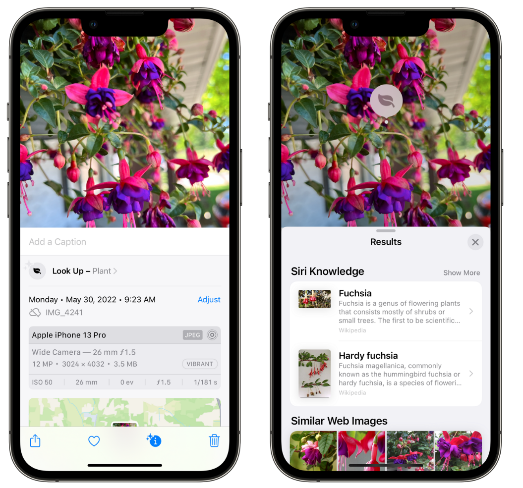 吉县苹果手机维修分享小技巧：使用 iPhone 相机识别花卉植物 